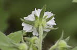 Whiteflower leafcup